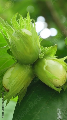 Ripe hazelnuts growing on a hazel tree among green leaves. Hazelnut cultivation, nut harvest, natural food, healthy nutrition, and organic gardening concept.