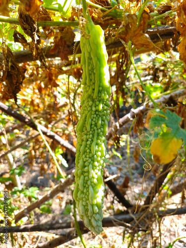 Fotografie A close-up shot of a single green, bumpy bitter melon hanging from a vine amidst dried leaves and branches