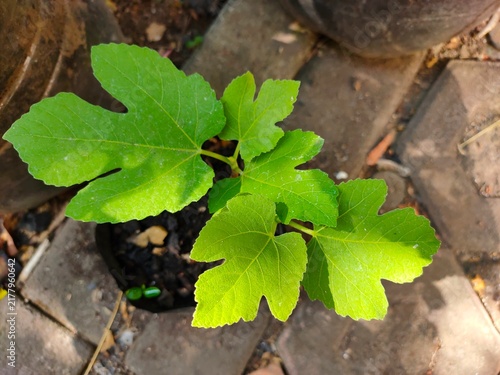 Cuadro en lienzo A top-down view of a small fig plant sapling featuring bright green, lobed leaves growing in sunlight in a polybag above pavers