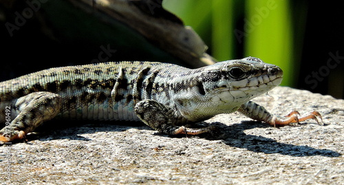 lizard on the stone