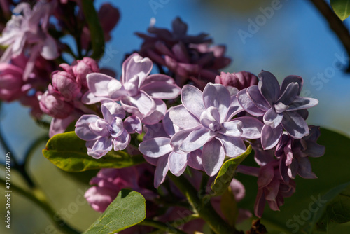 Obraz na plátne Double lilac Syringa vulgaris 'P