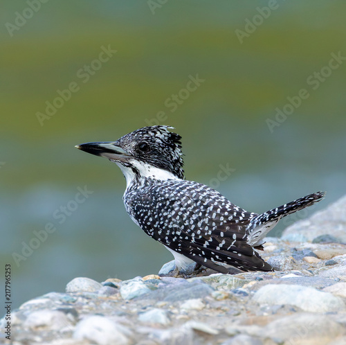 Fotografie Crested Kingfisher, Megaceryle lugubris