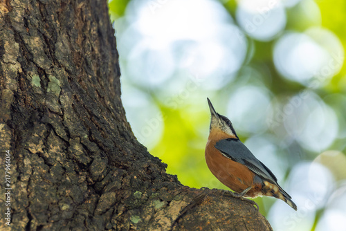 Quadro su tela Chestnut-bellied Nuthatch, Sitta cinnamoventris