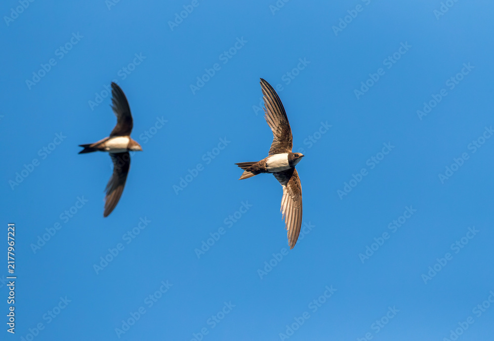 Obraz premium Alpine Swift, Apus melba