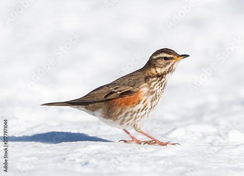 Canvas Print Redwing, Turdus iliacus
