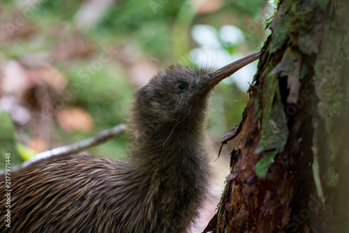 Canvastavla Southern Brown Kiwi, Apteryx australis lawryi