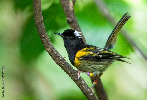 Foto Stitchbird, Notiomystis cincta