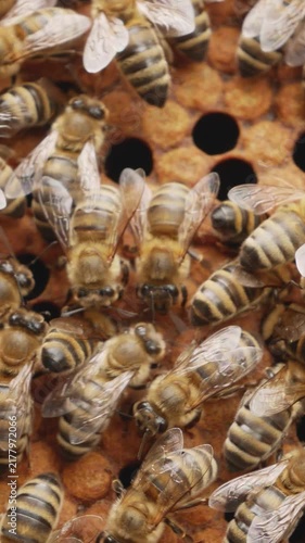 Many honey bees crawling over a brood frame inside a beehive. Life of a bee colony, beekeeping, honey production, pollination, apiculture, and natural bee habitat concept.