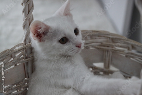 White cat relax, animal cute background