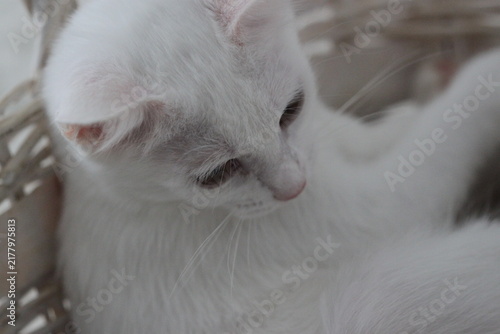Cat relax, animal cute background