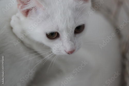 White kitty relax, animal cute background