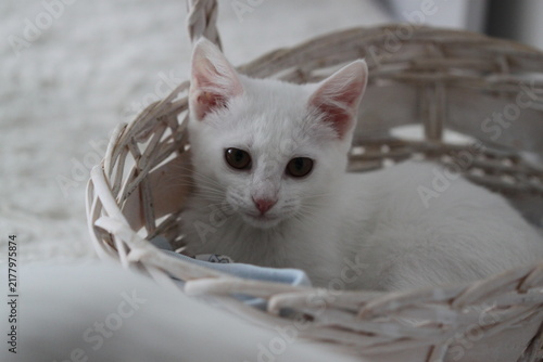 Kitty relax, animal cute background