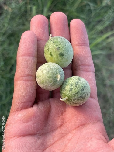 Foto Hand Holding Small Striped Wild Melons (Kachri / Chibber) Outdoors