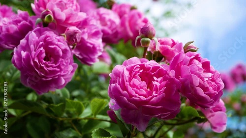 Beautiful bright pink blooming roses captured in close-up. Vibrant floral petals, natural beauty, romantic atmosphere, summer garden, and ornamental flower concept.