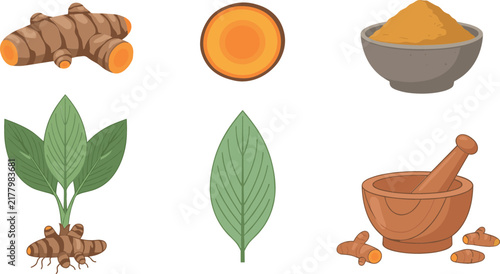 Vector illustration set of organic turmeric root powder plant and leaves with wooden mortar for healthy cooking spice and herbal wellness design