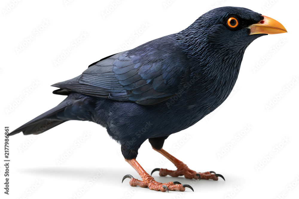 Fototapeta premium Black bird standing side view with orange eye and yellow beak, isolated transparent background, detailed feather texture and alert expression