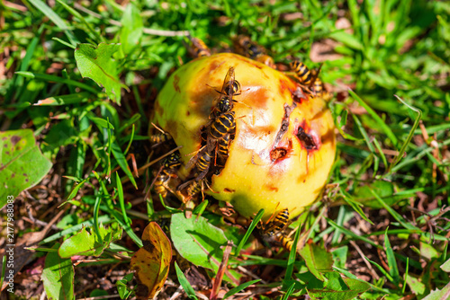 Wasps feed on a fallen apple lying in green grass