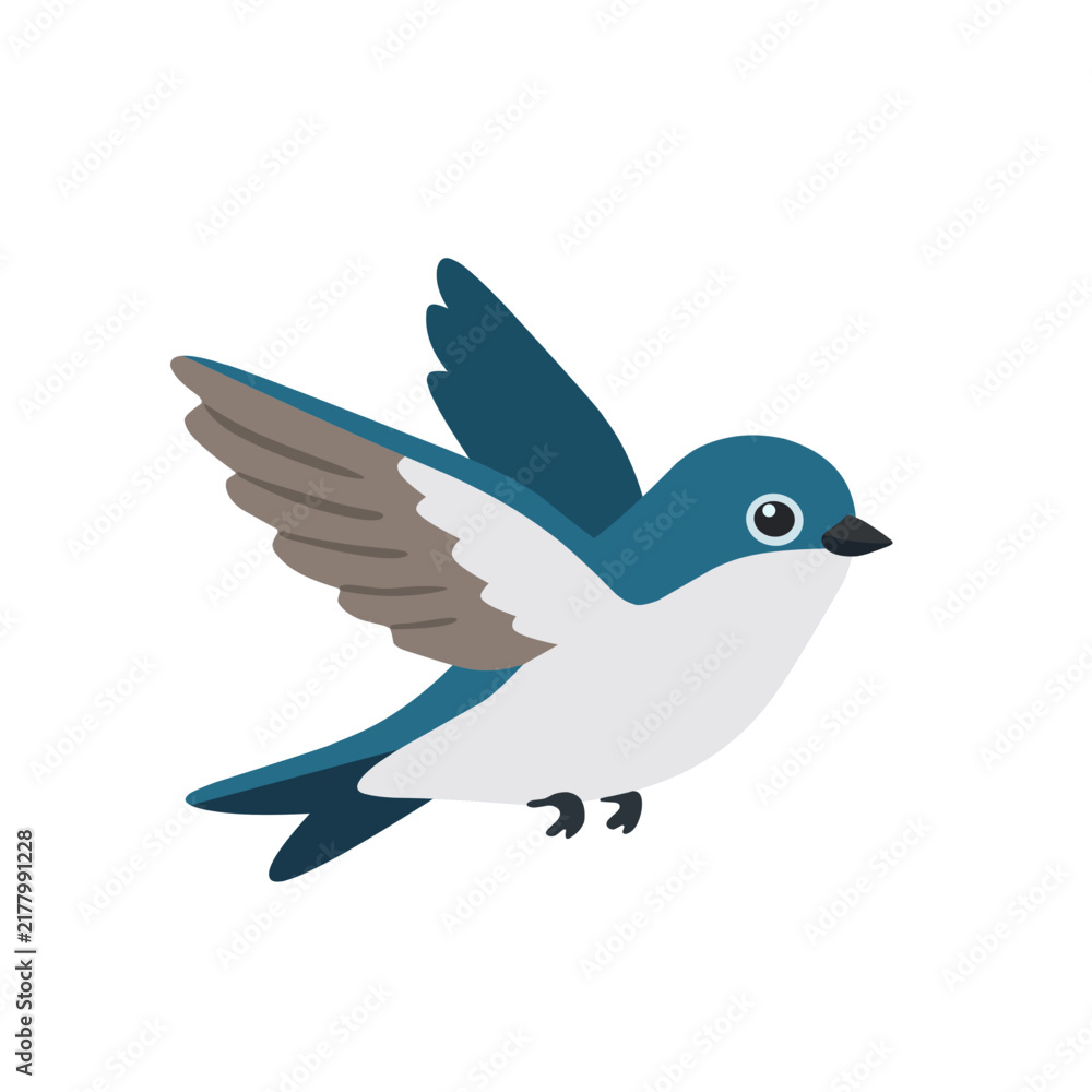 Fototapeta premium Graceful tree swallow flying with wings spread, blue and white feathers, cute hand drawn bird illustration isolated on white background