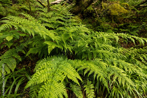 Canvas Print A lush green fern, which is consistent with species in the wood fern (Dryopteris