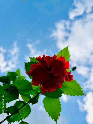 Close up of a bright red tropical hibiscus flower blooming with fresh green leaves against a clear blue sky with white clouds. Natural sunlight, copy space for text.