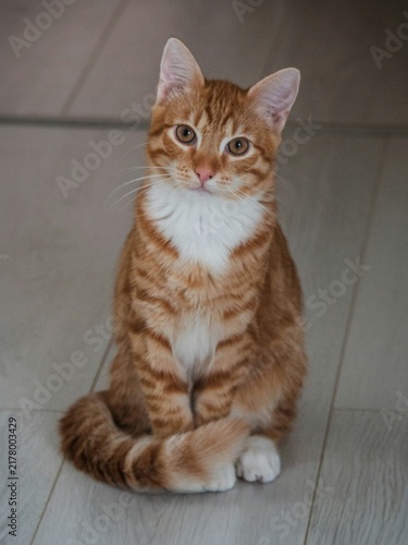 Obraz na płótnie Domestic ginger tabby kitten sitting on light wooden floor looking forward
