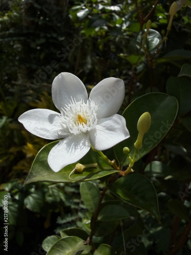 Close up of a fresh white gardenia flower blooming with green leaves and buds in a tropical garden. Natural sunlight, bright and vibrant nature background.