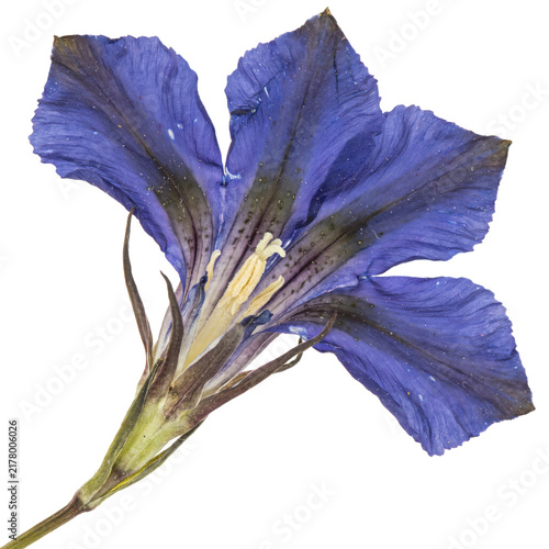 Single vibrant blue gentiana flower with dark veins and pale yellow stamen isolated on a transparent background