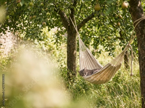 White woven hammock strung between shady trees in lush green sunny orchard garden