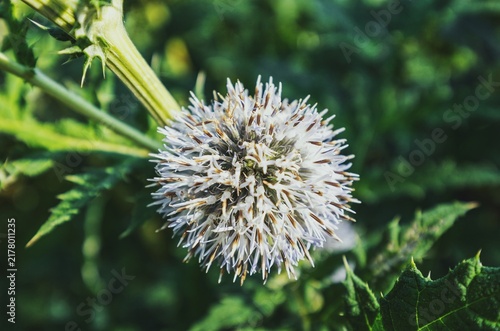 Foto Beautiful macro shot of a glandular globe thistle, also known as a bee thistle
