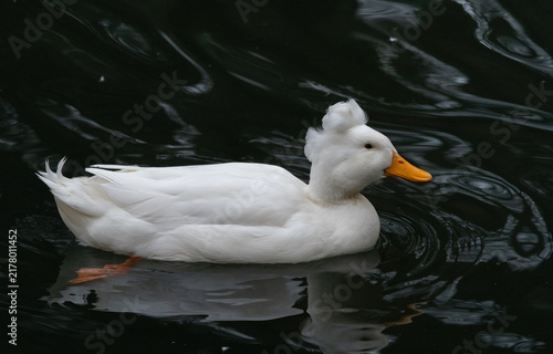 Foto White Crested Duck Swimming in Dark Water