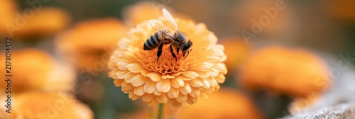 Macro bee on an orange chrysanthemum flower for pollination close-up and nature banner background