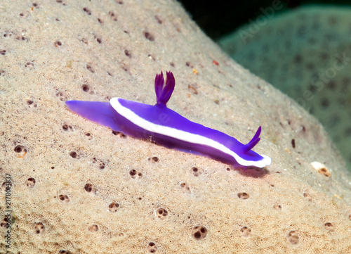Foto A Hypselodoris Violacea nudibranch crawling on soft coral Boracay Island Philipp