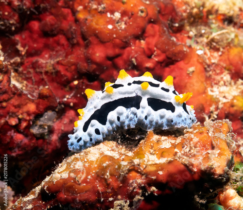 A Phyllidia Varicosa nudibranch crawling on rocks Boracay Island Philippines