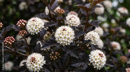 Beautiful white round flower clusters blooming on a dark green shrub in a spring garden during a sunny afternoon day