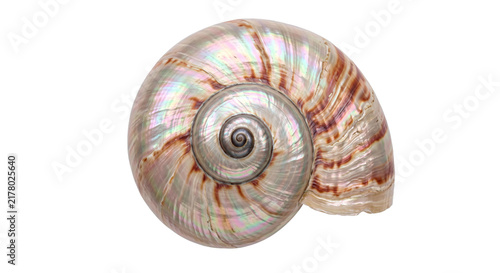 Fotografía Iridescent nautilus shell spiral showcasing intricate patterns and pearly sheen