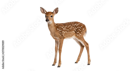 Quadro su tela Adorable spotted fawn standing gracefully on a clean white background