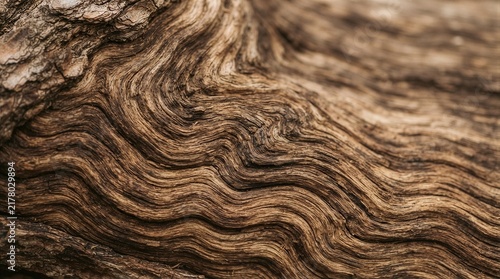 Detailed close up of swirling wood grain on old trunk