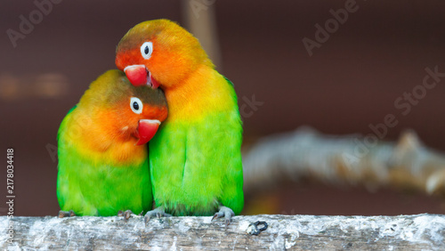 Cuadro en lienzo Two lovebirds perched close on a weathered branch
