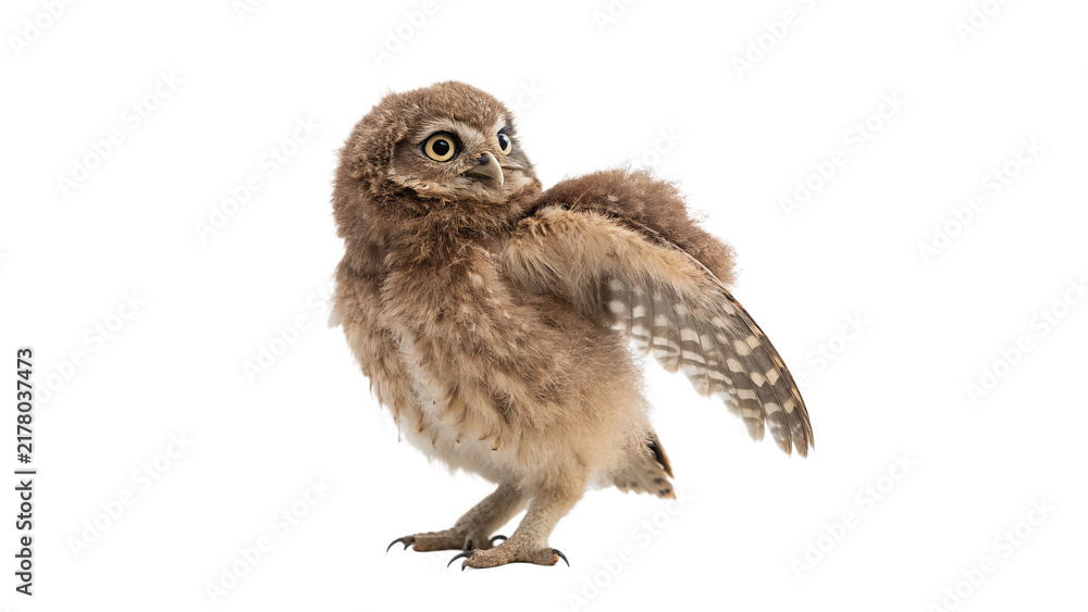Fototapeta premium Small wild owl bird with speckled feathers isolated on dark background for wildlife graphics