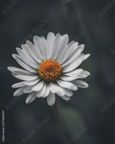 Naklejka Blume