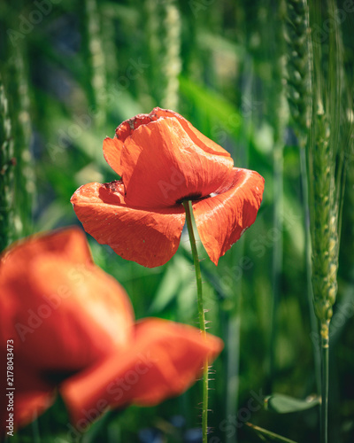 Naklejka Mohn