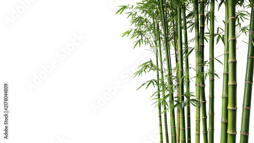 Obraz na plátne Bunch of green bamboo stems with leaves isolated on dark background for spa conc