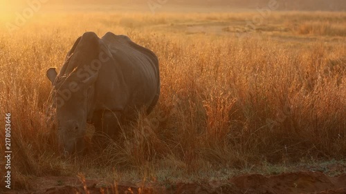 Telephoto. Majestic white rhino grazing in golden grass field backlit at sunset