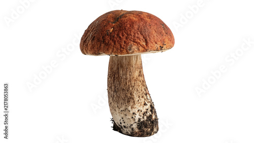 Fotografía Single wild porcini mushroom with thick stem isolated on black background for cu