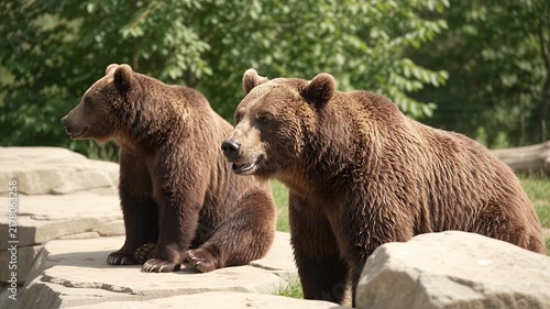 Two brown bears resting on rocks in nature