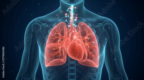 Human heart and lungs digital medical anatomy animation