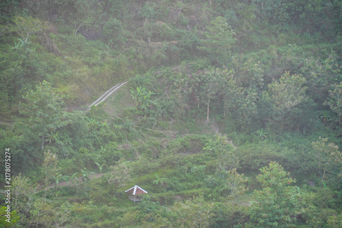 Foto Aerial view of a dense tropical forest with lush green trees and light morning mist over rolling hills in the countryside