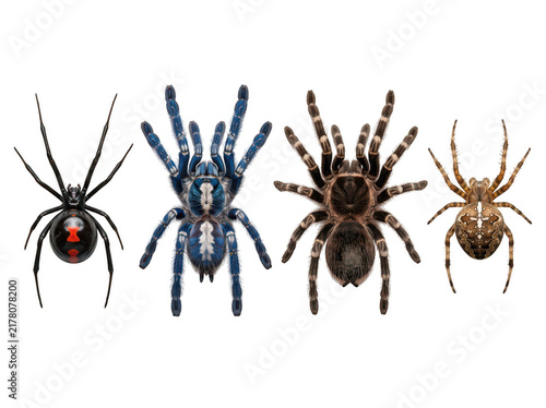 Four cartoon spiders walking on a clean surface