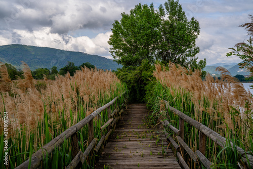Rustic Boardwalk Crossing Dense Lakeside Reeds