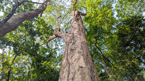 Low-angle view looking up at a tall ancient tree trunk reaching towards a dense green canopy in a lush forest with bright natural light.